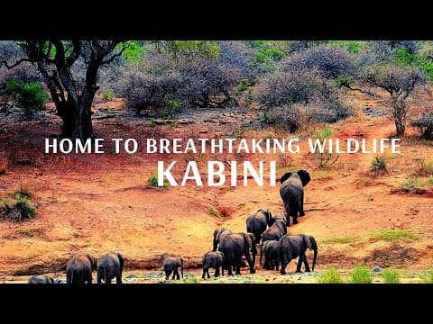 Home to Breathtaking Wildlife Kabini - Flamingo Transworld
