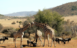 Pilanesberg National Park Zebra