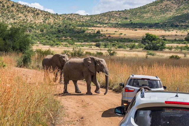 pilanesberg national park