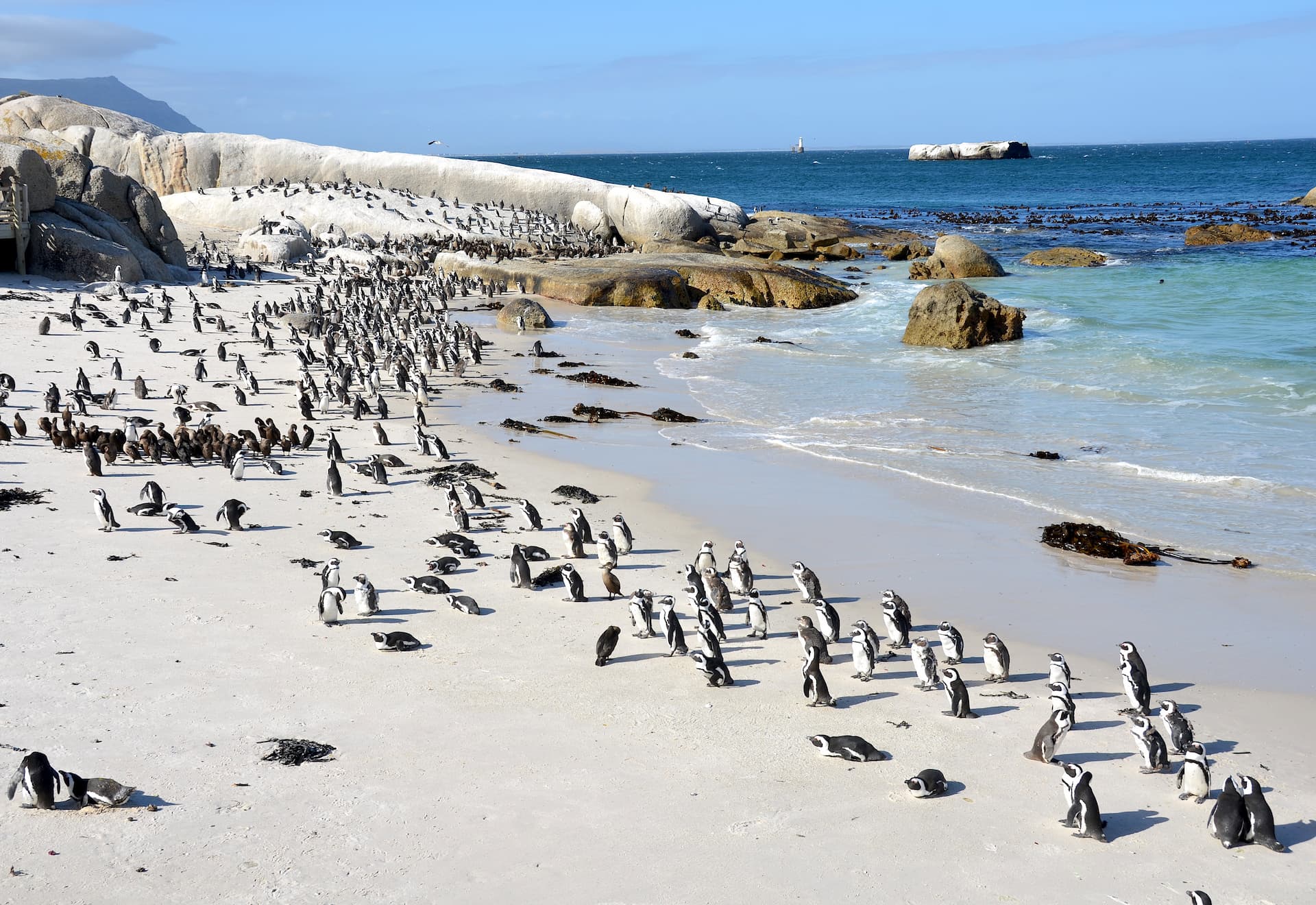 Boulders Beach Cape Town