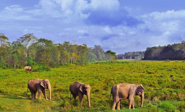 Beauty with Wildlife