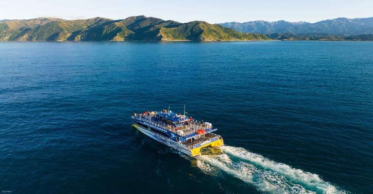 KAIKOURA Whale Watch Cruise 3 hours