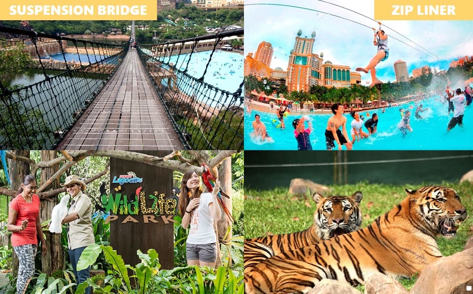 Suspension Bridge And Zip Liner