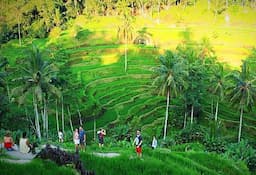 Kintamani And Ubud Village Tour