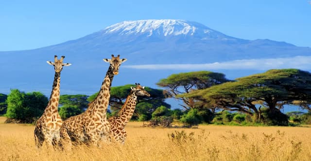 Kenya With Tanzania Migration Special 