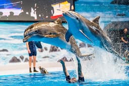 Dubai Dolphin Show