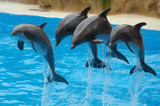 Dubai Dolphinarium - The promotion is finally back and now can