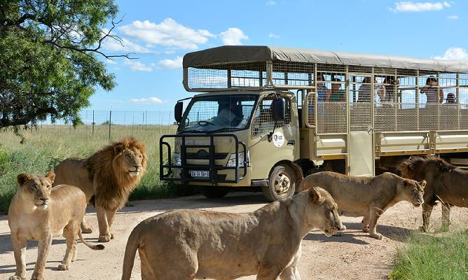 Experience Up Close Interaction with the Lions