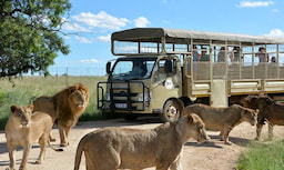 Experience Up Close Interaction with the Lions