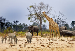 Hwange National Park