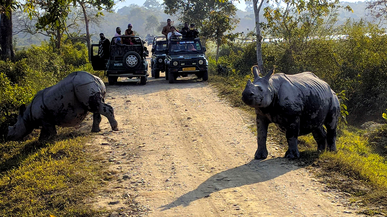 Jeep Safari Kaziranga National Park 