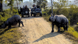 Jeep Safari Kaziranga National Park 