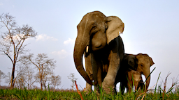 Kaziranga National Park 