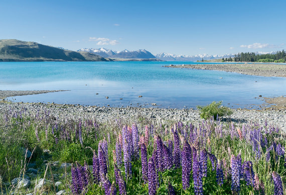 Lake Tekapo