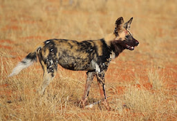 Painted Dog