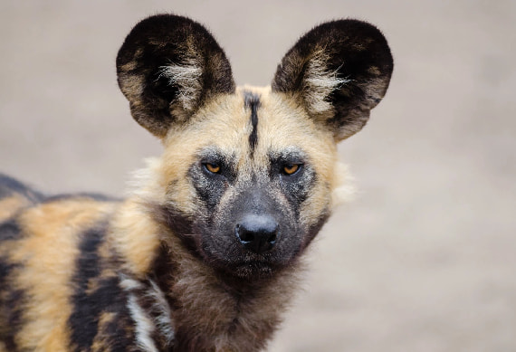 Painted Dog