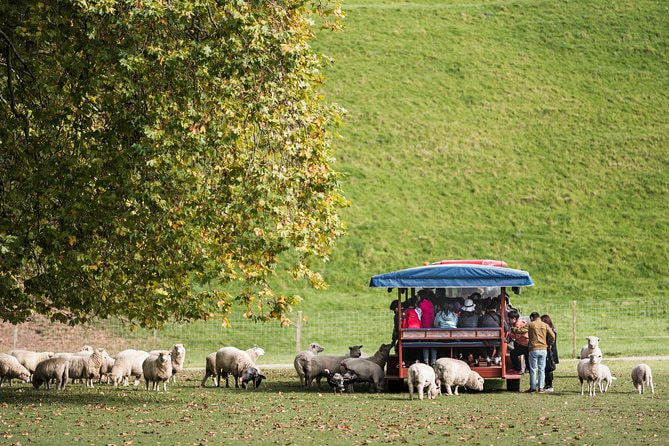 Agrodome Farm Tour