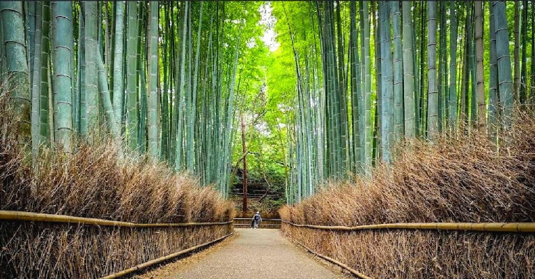 Arashiyama Bamboo Forest