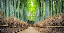 Arashiyama Bamboo Forest