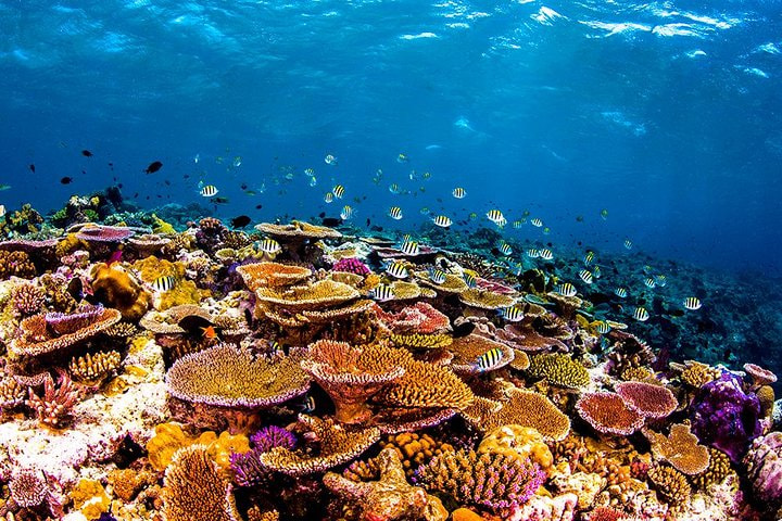 Coral Reef