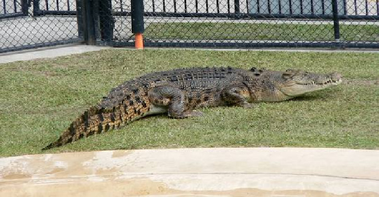 Steve Irwin Australia Zoo