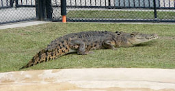 Steve Irwin Australia Zoo