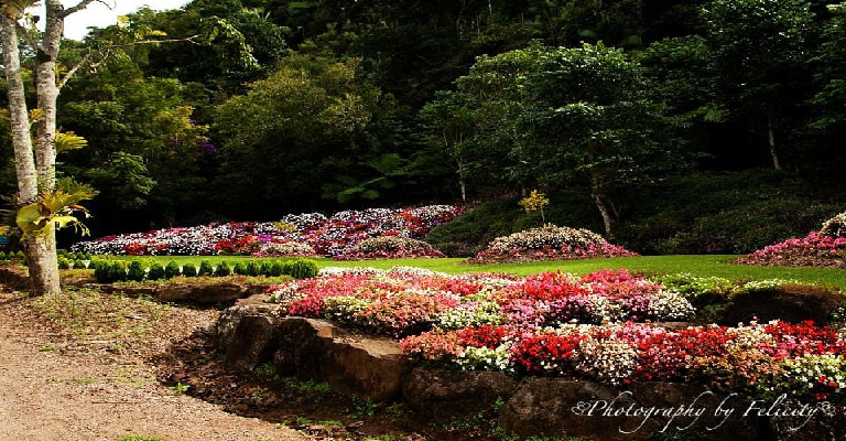 Maleny Botanic Gardens