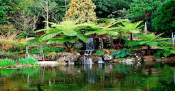 Maleny Botanic Gardens