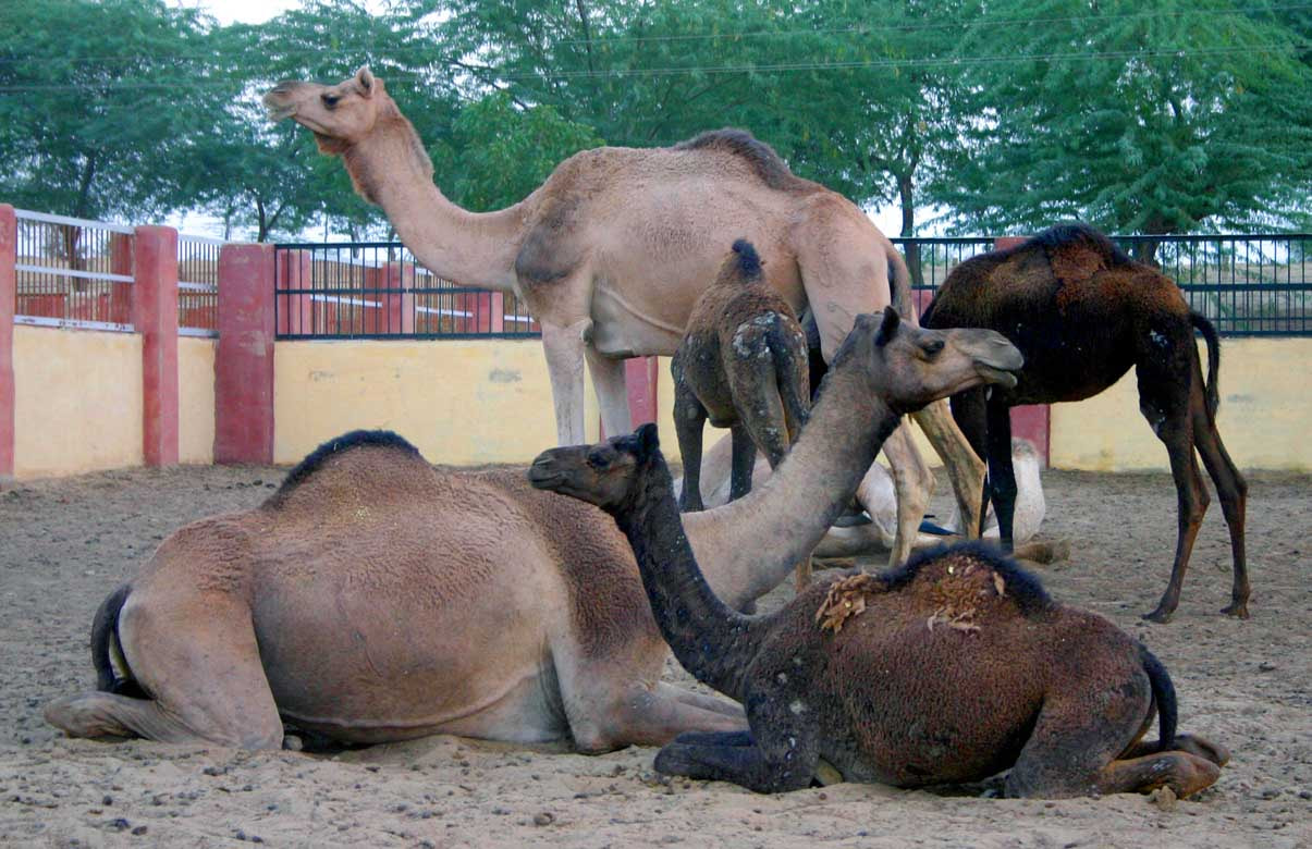 Camel Research Farm