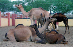 Camel Research Farm