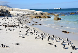 Boulders Beach Cape Town