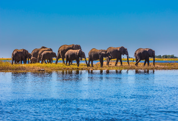 Chobe National Park