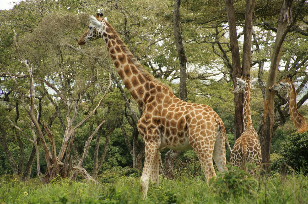 Giraffe centre