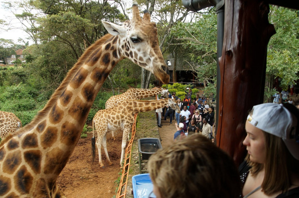 Giraffe centre4