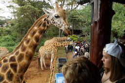 Giraffe centre4