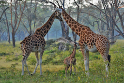 Giraffes At Lake Nakuru