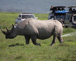 Lake Manyara National Park Game Drive