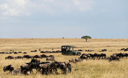 Masai Mara