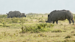 nakuru