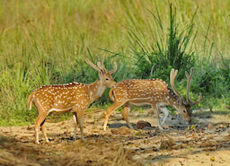 Chitwan National Park