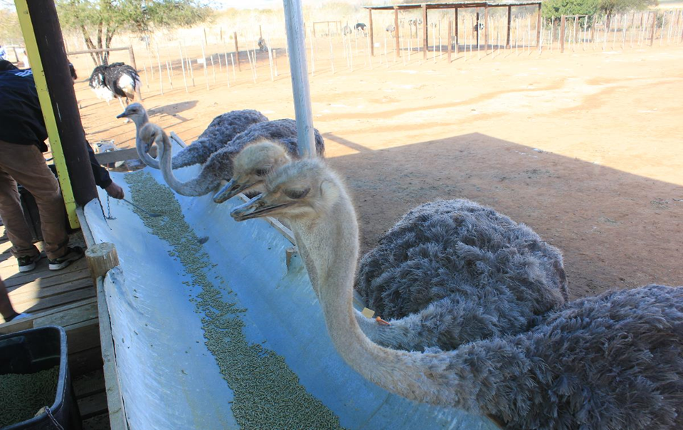 Ostrich Farm Entrance