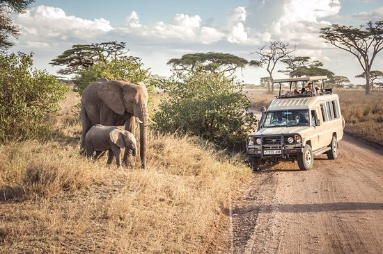 Serengeti National Park Game Drive