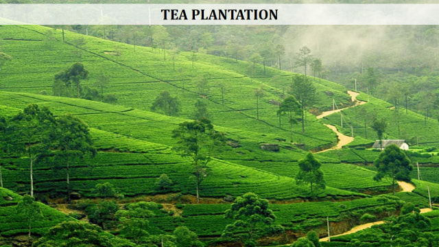 Tea Plantation