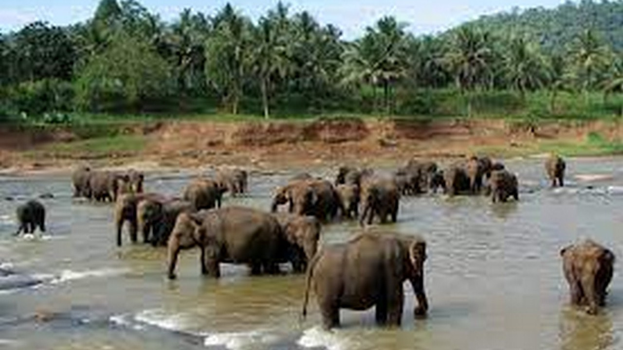 Pinnawala Elephant Orphanage