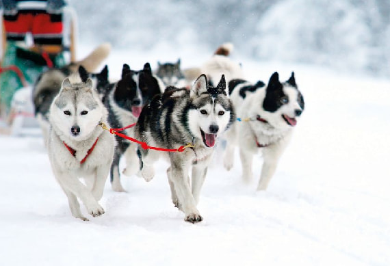 Husky Safari-1