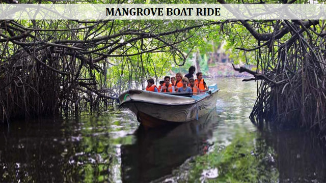 Mangrove Boat Ride