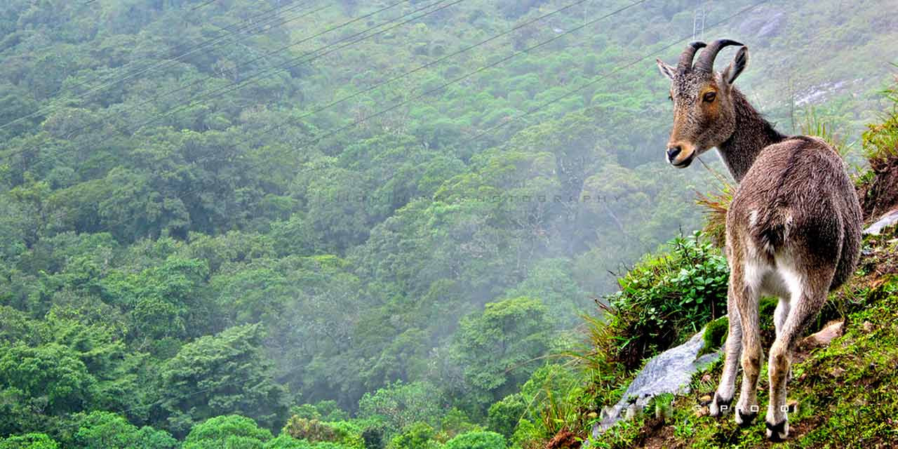 Rajamalai (Eravikulam) National Park