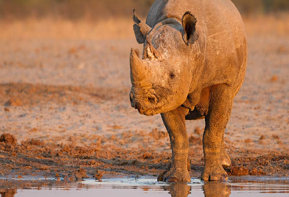 Game Drive Chobe National Park