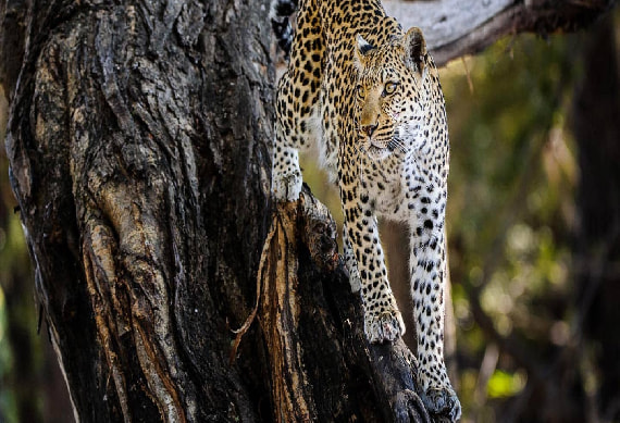 Game Drive Chobe National Park