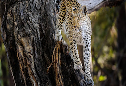 Game Drive Chobe National Park